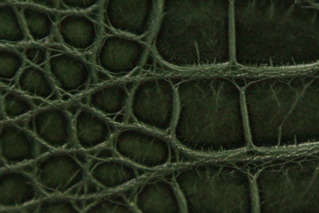 Vert bouteille verni